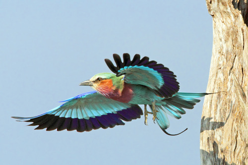 fairy-wren: lilac-breasted roller