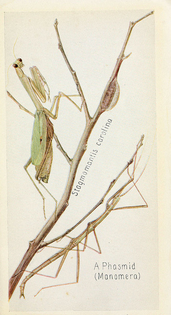 scientificillustration:
“ n80_w1150 by BioDivLibrary on Flickr.
Stagmomantis carolina (the Carolina mantis) and a Phasmid
Field book of insects
New York,G.P. Putnam’s sons,1918.
biodiversitylibrary.org/item/17499
”