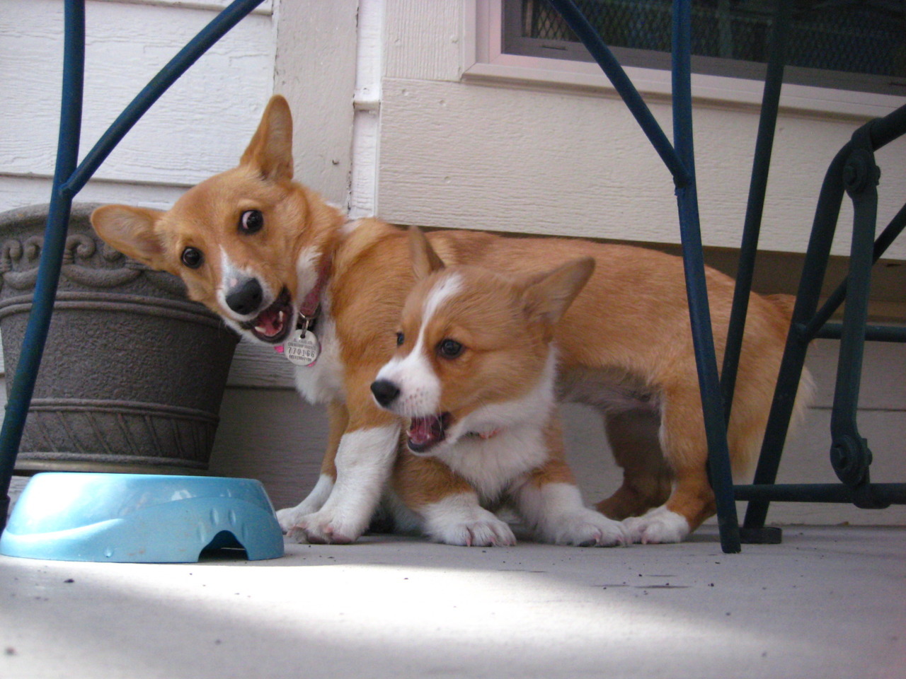 corgiaddict:  Wicket and her friend Lexi playing bridge. 