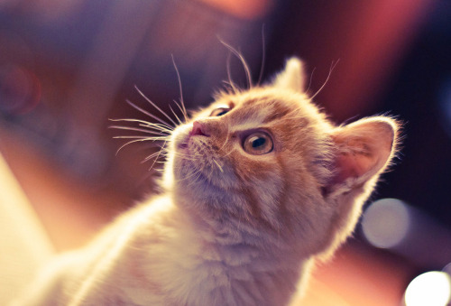 kittycatsandallthingspleasant:  Egor Fedorov 