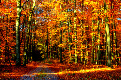 the4seas0ns:  ♣ Click here for more fall! ♣