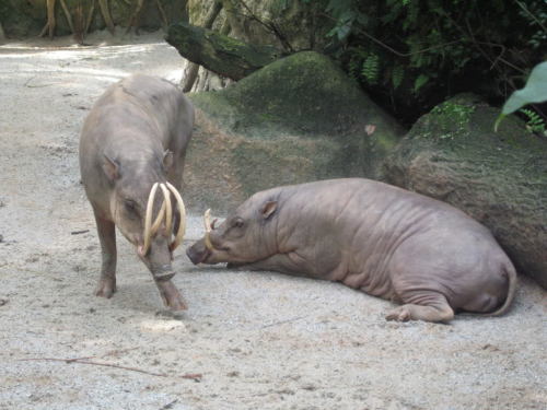 Babirusas are Indonesian pig things. The males have these big-ass tusks that grow up from their lowe