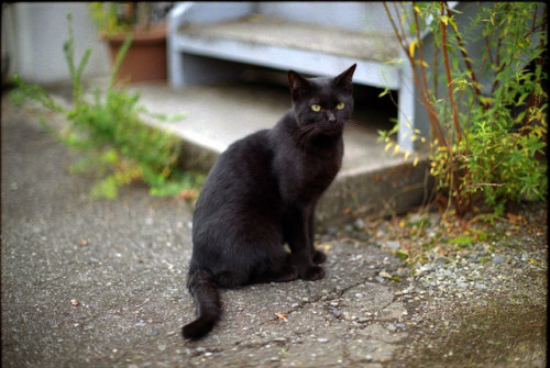 black cat (minolta SR-T101) by potopoto53age on Flickr.