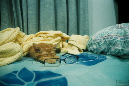 One Day I Woke Up As A Cat by Sop Ramdzan on Flickr.