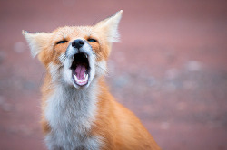 Oracularowl:  Pei Red Fox (By Insight Imaging: John A Ryan Photography) 