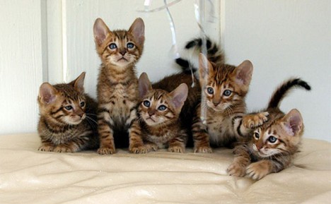 Chats Dans Le Chapeau