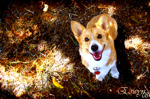 Big Corgi Smile by Captain Corgi on Flickr.
Smile, Corgi! Smile~ ♥