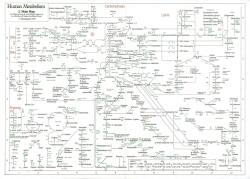 davidbenque:  map of the Human Metabolism