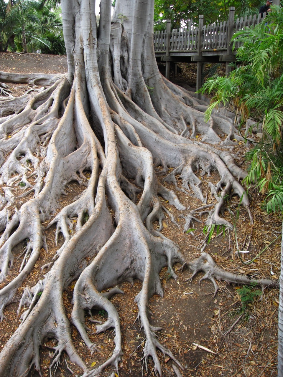 culturedwind:  roots