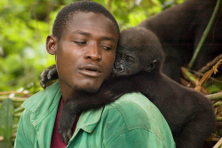 desert-dreamer:  gorilla orphanage, evaro lake, gabon 