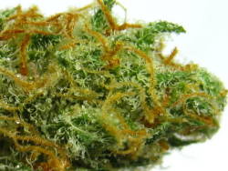 thatsgoodweed:  vibrant hybrid 