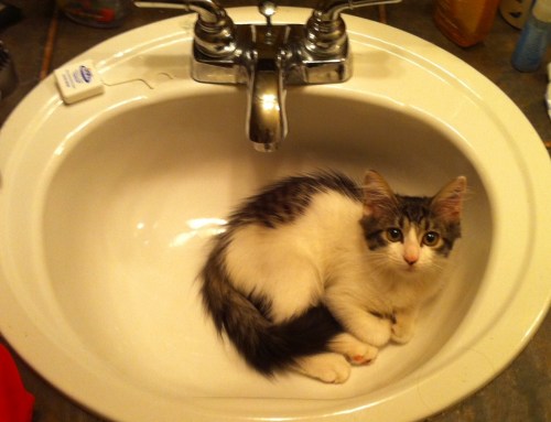 Cat, it’s been years and you’re still in the sink. Get out.