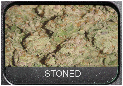 Lady Chronic