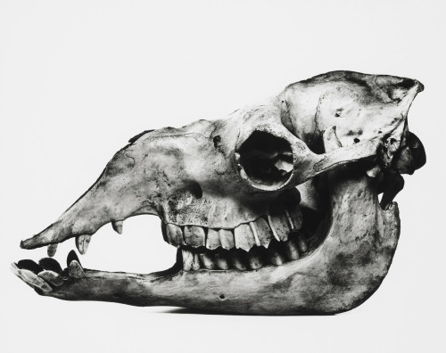 Porn photo Camel photo by Irving Penn, 1986