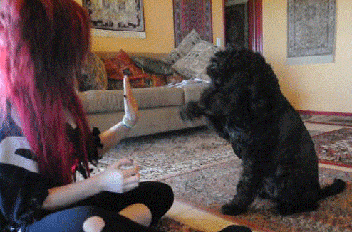 AWW I TAUGHT MY DOG TO DO THIS [: