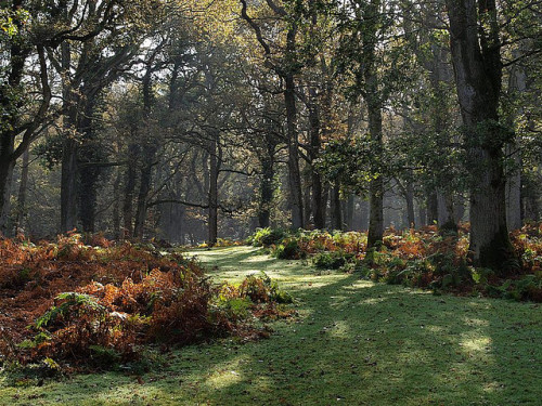 bewitchingbritain:maybegreen:Broomy Inclosure, New Forest by Bruce Clarke on Flickr.bewitchingbritai