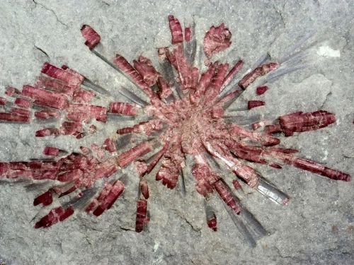 ohscience:A starburst or red tourmaline stands out against its white surroundings. Tourmaline is the