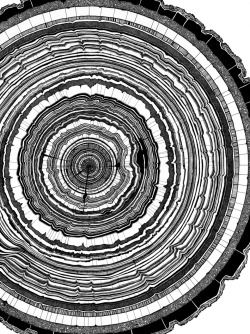 robotcosmonaut:  Tree Rings via bobuhbeartoe