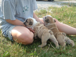 English Bulldog Love