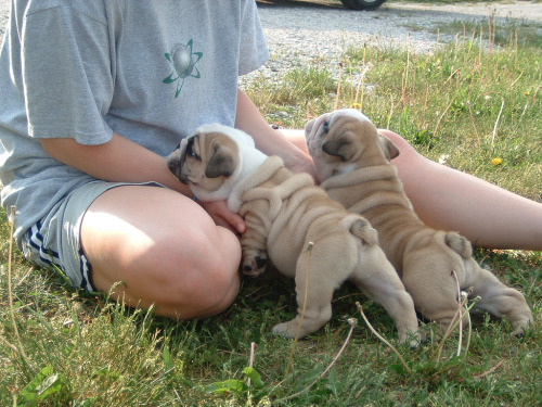 Porn photo English Bulldog Love