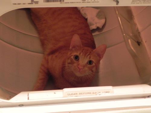 getoutoftherecat:get out of there cat. you are not laundry. and you probably just hid my other sock 