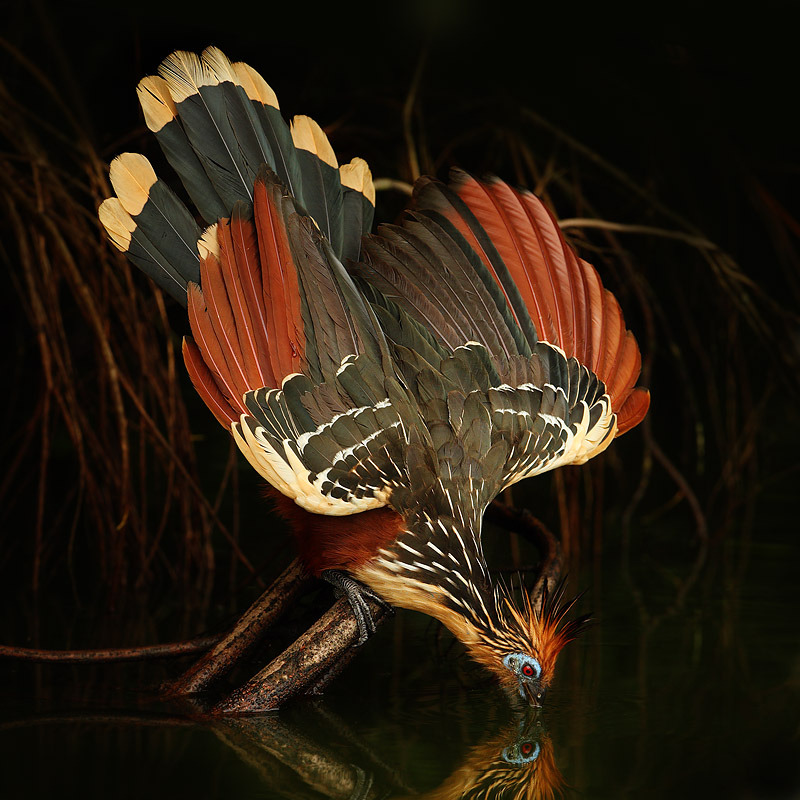 rhamphotheca:
“ animalworld: HOATZIN - the vegetarian ruminant bird
Opisthocomus hoazin
La Selva Lodge, Ecuador
©Christopher Plummer post by jujuba
“ The Hoatzin, also known as the Hoactzin, Stinkbird, or Canje Pheasant, is a 24” long pheasant-sized...