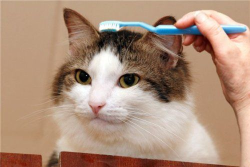 unimpressedcats:  I am a tooth  