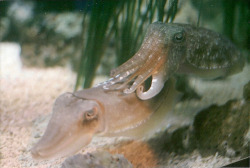 fannybaws:  zerachin:  seriousmysterious:  untitled on Flickr.  me touching butt  erotic cuttlefish  me and my boyfriend