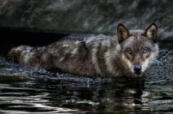llbwwb:  Swimming Wolf, photo by Manuela