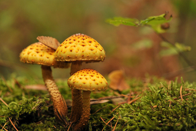 hexapoda:  (via Fall Fungi (Pholiota limonella) | Flickr - Photo Sharing!) 