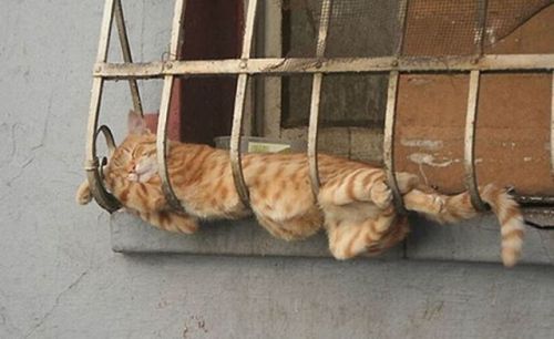 Porn Pics kylesfuckingtumblr:  Cats sleeping in odd