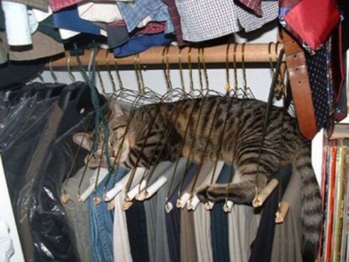 Sex kylesfuckingtumblr:  Cats sleeping in odd pictures