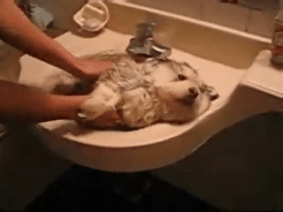 spoopyruin:principalcellist:amporeon:OMG IT’S SO CUTE. IT CAN’T EVEN FIT IN THE SINK BECAUSE IT’S SU