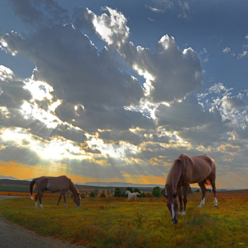 magicalnaturetour:  Ivan Ivanov Photographer :) 