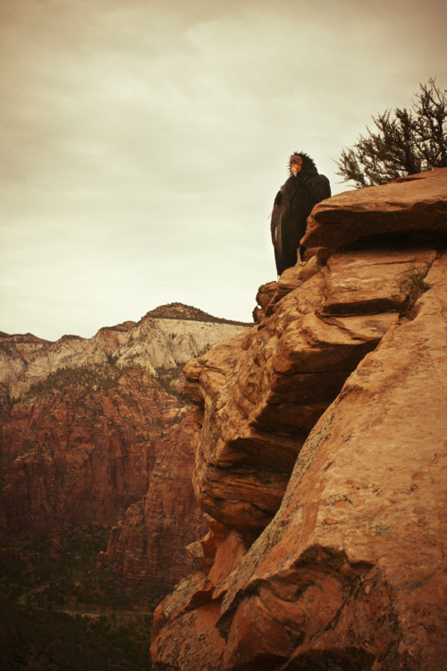 “Portrait of Condor #99” - Angel’s Landing, Zion National Park, by me What a spectacular day, truly. So many more to come. 