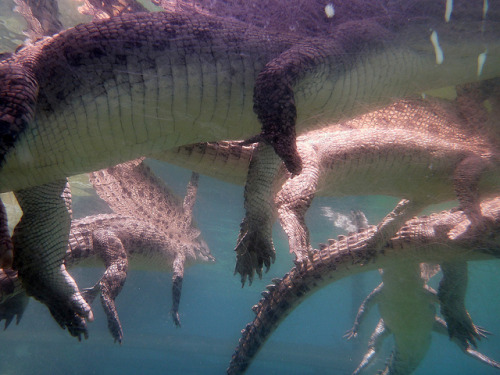 Crocodiles can fly.