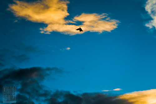 XXX Pigeons circling my house 22 October 2011 photo