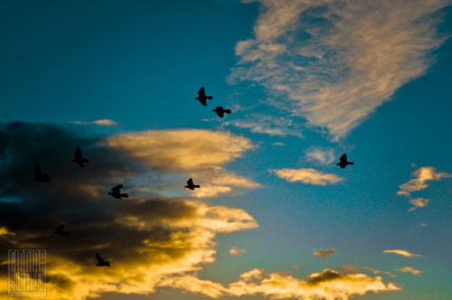 Porn photo Pigeons circling my house 22 October 2011