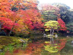 traditionaljapan:  The Poet Tree by logan.fulcher on Flickr. 