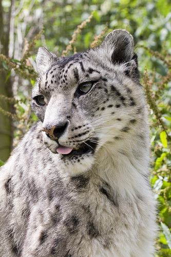 ‘Tara’ Snow Leopard Santago Rare Leopard Project (von patrick-walker)