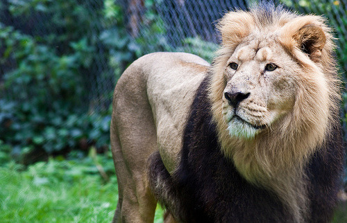 Asiatic Lion at Chester Zoo. (von patrick-walker)