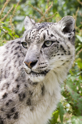 ‘Tara’ Snow Leopard Santago Rare Leopard Project (von patrick-walker)