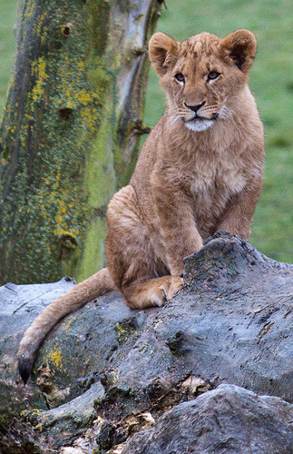 Lion Cub Flamingo Land Zoo February 2010 (von patrick-walker)