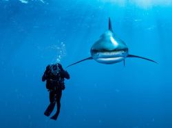 sav3mys0ul:  Oceanic Whitetip Shark, Bahamas