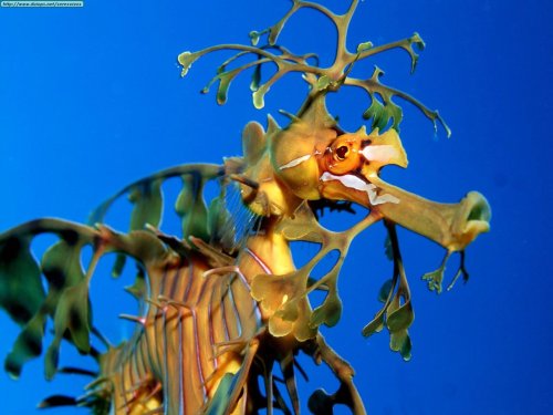 Leafy seadragons are like seahorses, but leafier. I really don’t think they’re dragonier