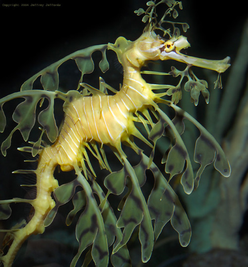 Leafy seadragons are like seahorses, but leafier. I really don’t think they’re dragonier