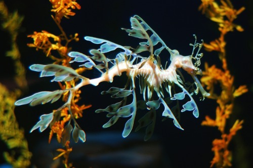 Leafy seadragons are like seahorses, but leafier. I really don’t think they’re dragonier