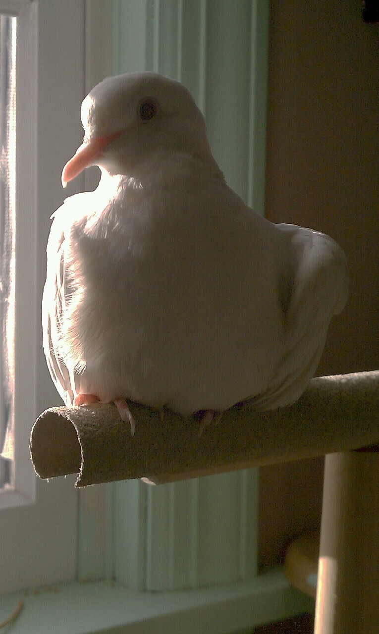Fatty fat fat burd.