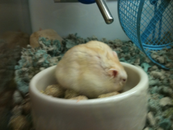 I have a bunch of hamster photos on my phone