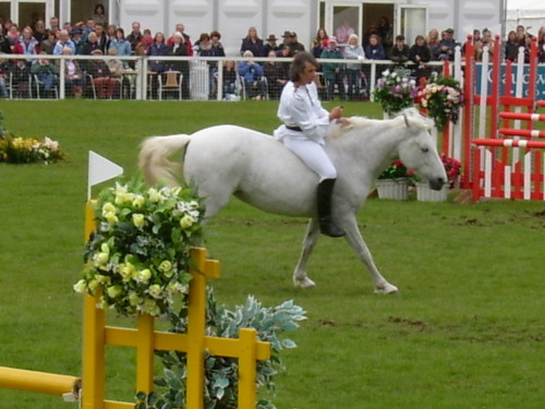 rideforlifeorlove: Lorenzo the Flying French Man “At its finest, rider and horse are joined not by tack, but by trust. Each is totally reliant upon the other. Each is the selfless guardian of the other’s very well-being.”  Sorry the photo’s a